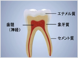 歯の構造